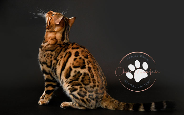 Bengal kitten for sale